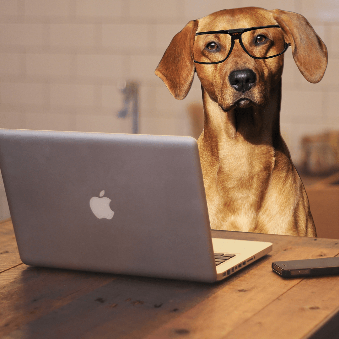 cachorro estudando