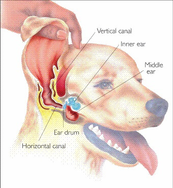 Como limpar a orelha do seu cachorro