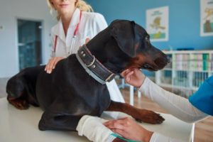 como escolher um bom veterinário para o seu cachorro