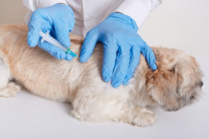 vacinação de cachorro